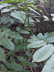 Dysoxylum mollissimum