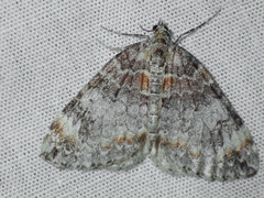 Dysstroma citrata