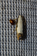 Polyhymno chionarcha