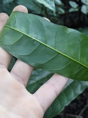Dysoxylum mollissimum
