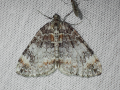 Dysstroma citrata