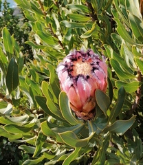 Protea neriifolia