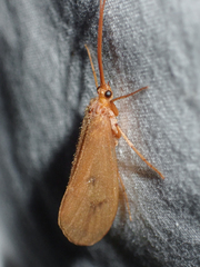 Onocosmoecus unicolor