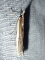 Crambus leachellus