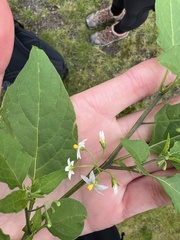 Solanum americanum