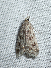 Scoparia basalis