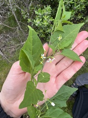 Solanum americanum