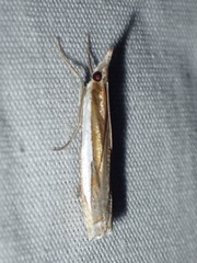 Crambus leachellus