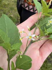 Solanum americanum
