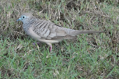 Geopelia placida