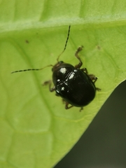Eumolpinae