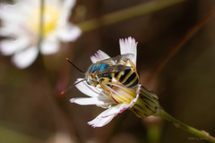 Agapostemon