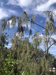 Casuarina equisetifolia
