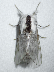 Tolype distincta