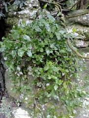 Ileostylus micranthus