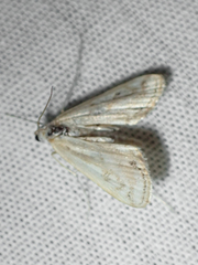Acentropinae