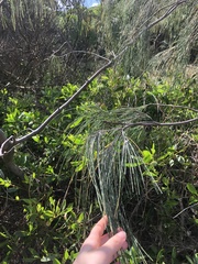 Casuarina equisetifolia