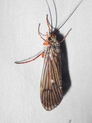 Dicosmoecus