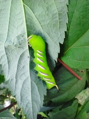 Sphinx ligustri