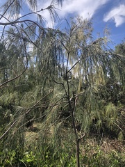 Casuarina equisetifolia
