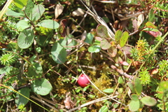 Vaccinium microcarpum