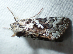 Syngrapha rectangula