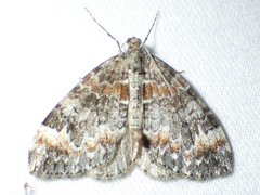 Dysstroma citrata