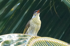 Gavicalis versicolor