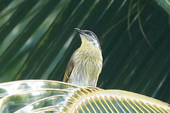 Gavicalis versicolor