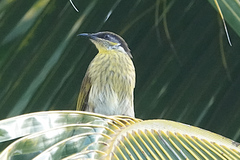 Gavicalis versicolor