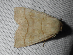Ipimorpha pleonectusa