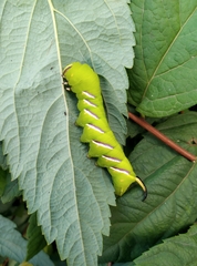 Sphinx ligustri