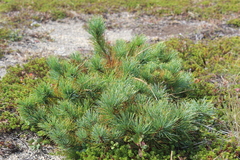 Pinus pumila