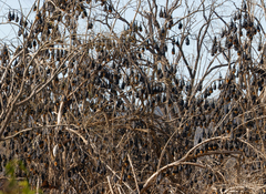 Pteropus poliocephalus