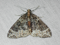 Ecliptopera silaceata
