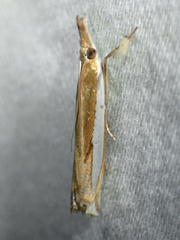Crambus leachellus