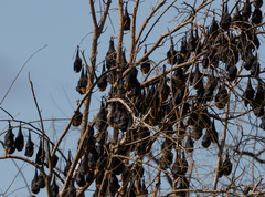 Pteropus poliocephalus