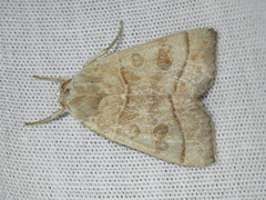 Ipimorpha pleonectusa