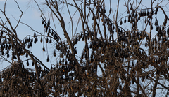 Pteropus poliocephalus