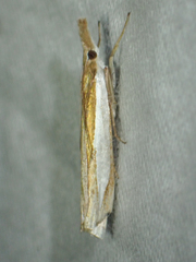Crambus leachellus