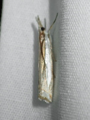 Crambus leachellus