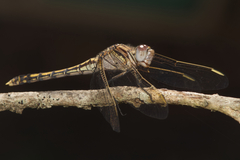 Orthetrum caledonicum