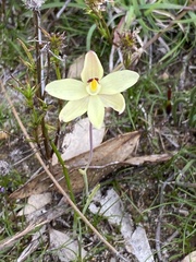 Thelymitra antennifera