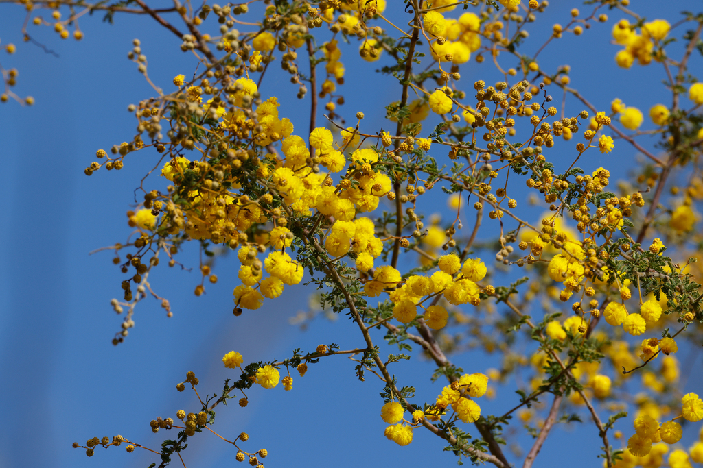 Acacia leptoclada