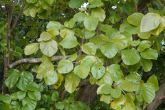 Cordia subcordata