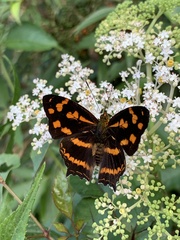 Symbrenthia lilaea formosanus
