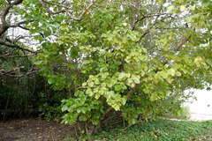Cordia subcordata