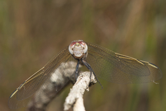 Orthetrum caledonicum