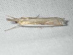Crambus leachellus