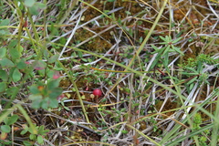 Vaccinium microcarpum